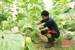 Huyện Quảng Xương phát triển nông nghiệp quy mô lớn, ứng dụng công nghệ cao