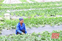 Cánh đồng mẫu lớn - nâng cao giá trị sản xuất nông nghiệp