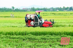 Bổ sung tỉnh Thanh Hóa vào quy hoạch vùng sản xuất lúa gạo phục vụ xuất khẩu