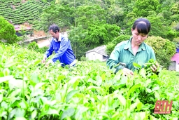 Phát triển nông nghiệp và xây dựng nông thôn mới bền vững: Lấy Chương trình OCOP làm trọng tâm phát triển sản xuất và ngành nghề nông thôn