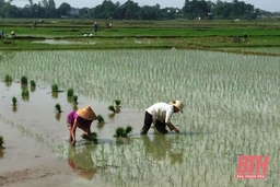 Huyện Thiệu Hóa phấn đấu hoàn thành  gieo cấy lúa thu mùa  trước ngày 27-6