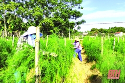 Trăn trở mùa măng tây