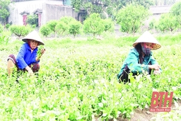 Mở rộng vùng sản xuất rau an toàn tập trung