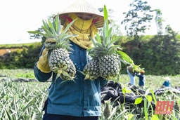 Nông dân Thanh Hóa đội nắng thu hoạch dứa