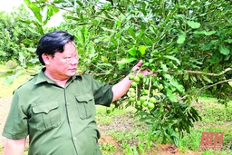 Phát triển cây mắc ca ở Thạch Thành