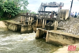 Thanh Hóa: Gần 9.200 ha cây trồng có nguy cơ ngập úng khi mưa lớn