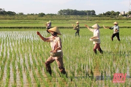 Nhân rộng mô hình liên kết sản xuất lúa thương phẩm chất lượng cao