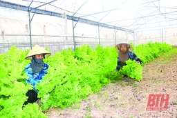 Đầu tư vào nông nghiệp công nghệ cao, còn nhiều khó khăn