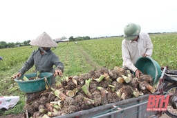 Triển vọng từ mô hình trồng cây khoai môn chỉ tím