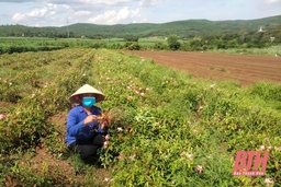 Người phụ nữ với khát vọng trồng cây sâm Báo trên vùng đồi Thạch Thành