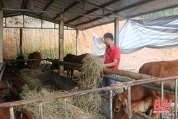 Nâng cao hiệu quả chăn nuôi nông hộ