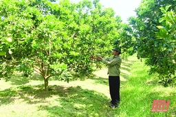 Huyện Thọ Xuân nâng cao hiệu quả sản xuất nông nghiệp