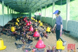 Nhân rộng mô hình kinh tế nông nghiệp ở huyện Như Xuân