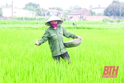 1.014 ha lúa bị nhiễm bệnh khô vằn