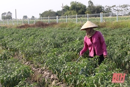 Huyện Yên Định với các giải pháp tiêu thụ sản phẩm nông nghiệp