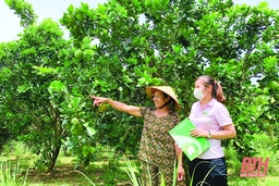 Ngân hàng Chính sách xã hội Thanh Hóa chỉ đạo thực hiện tốt nhiệm vụ chuyển tải vốn tín dụng chính sách