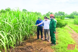 Công ty CP Mía đường Lam Sơn đẩy mạnh phong trào thi đua “Lao động giỏi, lao động sáng tạo”