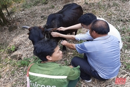 Huyện Mường Lát  cần  khẩn trương tổ chức tiêm phòng cho đàn  gia súc, gia cầm đợt 2 năm 2021