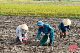 Huyện Triệu Sơn phấn đấu sản xuất 3.000 ha cây trồng vụ đông