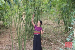 Phát triển cây vầu theo hướng bền vững