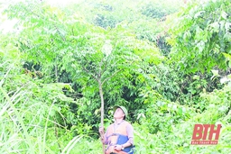 Triển khai nhiều giải pháp phát triển rừng lim xanh