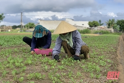 Phát triển các sản phẩm rau, quả theo hướng tập trung