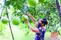 Tiêu thụ sản phẩm cây ăn quả trong tình hình dịch bệnh