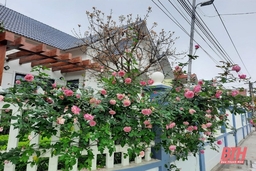 Phấn đấu nhân rộng 65 đến 70% hộ có mô hình “Nhà sạch vườn mẫu”, “Nhà sạch vườn đẹp - Tường rào xanh - Phân loại rác thải tại hộ gia đình”