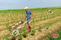 Sản xuất nông nghiệp sau đại dịch