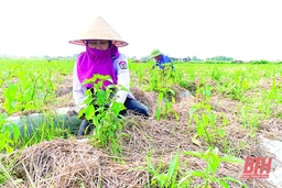 Huyện Yên Định xây dựng mã số vùng trồng ớt xuất khẩu
