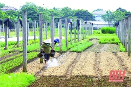 Huyện Thạch Thành phát triển “tam nông”