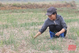 Huyện Ngọc Lặc phát triển sản xuất vụ đông