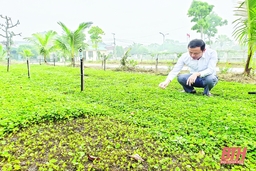 Chuyện về cây rau má xứ Thanh