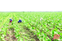 “Xây dựng liên kết vùng trong sản xuất nông nghiệp”: Bài cuối - Để không bị đứt gãy