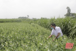 HTX dịch vụ nông nghiệp Xuân Lai đẩy mạnh liên kết sản xuất