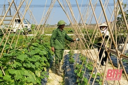 Nâng cao giá trị trên diện tích sản xuất vụ đông