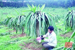 Huyện Như Thanh đẩy mạnh việc liên kết sản xuất, bao tiêu sản phẩm nông nghiệp