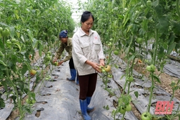 Huyện Thọ Xuân thu hút doanh nghiệp đầu tư vào nông nghiệp