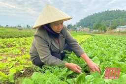Chăm sóc cây trồng vụ đông theo hướng an toàn thực phẩm