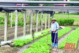 Huyện Thiệu Hóa phát triển có hiệu quả các vùng sản xuất nông nghiệp