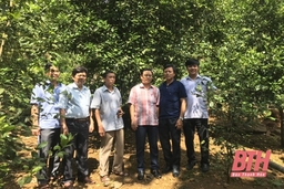 Nhiều giải pháp khôi phục và phát triển cây quýt hôi huyện Bá Thước