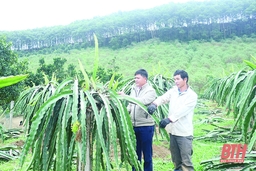 Mở rộng diện tích trồng cây thanh long