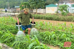 Tăng tốc sản xuất rau an toàn cho dịp cuối năm