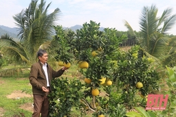 Huyện Như Xuân thực hiện các giải pháp nâng cao hiệu quả sản xuất nông nghiệp