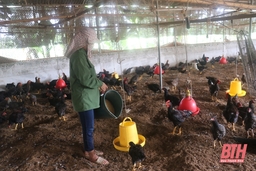 Ngành chăn nuôi: Một năm vượt khó