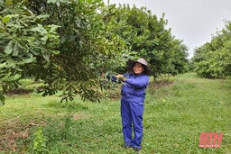 Huyện Thạch Thành nhân rộng các mô hình kinh tế nông nghiệp