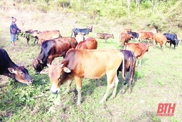 Hiệu quả của tổ hợp tác chăn nuôi ở huyện Mường Lát