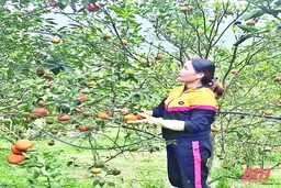 Làm giàu từ mô hình trồng cây ăn quả