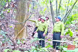 Tăng cường các biện pháp bảo vệ rừng tận gốc