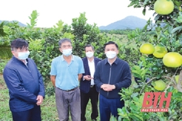 Huyện Như Xuân hướng tới trung tâm trồng cây ăn quả miền Tây xứ Thanh